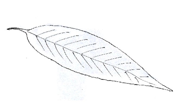 Лист ивы раскраска