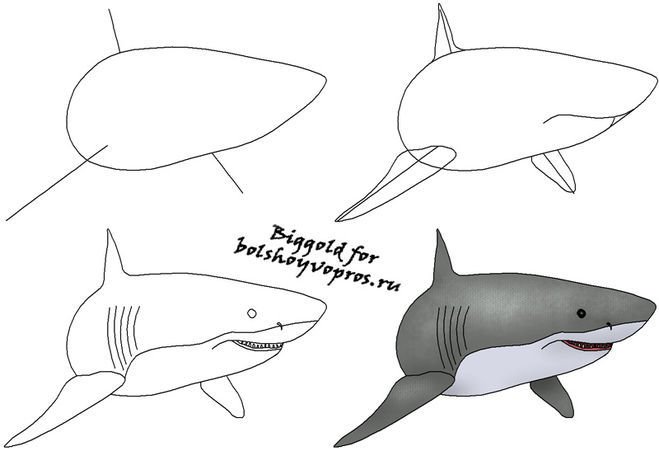 Поэтапный рисунок акулы