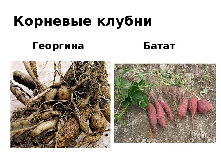 Корневые клубни чистяка