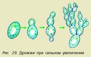 Почкование клетки дрожжей