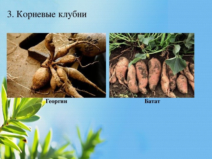 Корневые шишки батата
