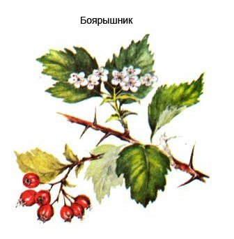 Боярышник однопестичный гербарий