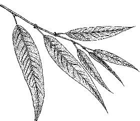 Лист ивы раскраска