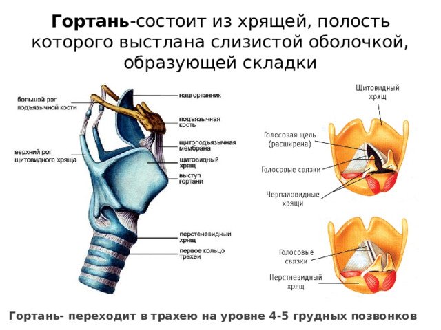 Гортань хрящи гортани анатомия