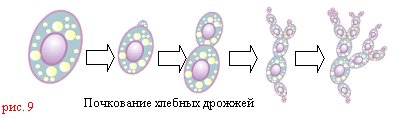 Размножение дрожжей почкованием рисунок