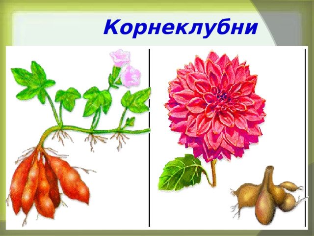 Георгины корнеклубни