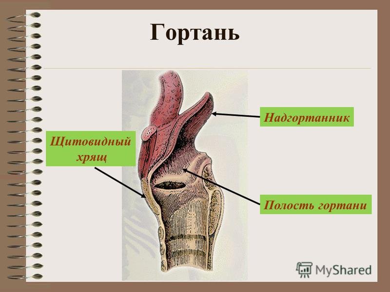 Строение горла надгортанник