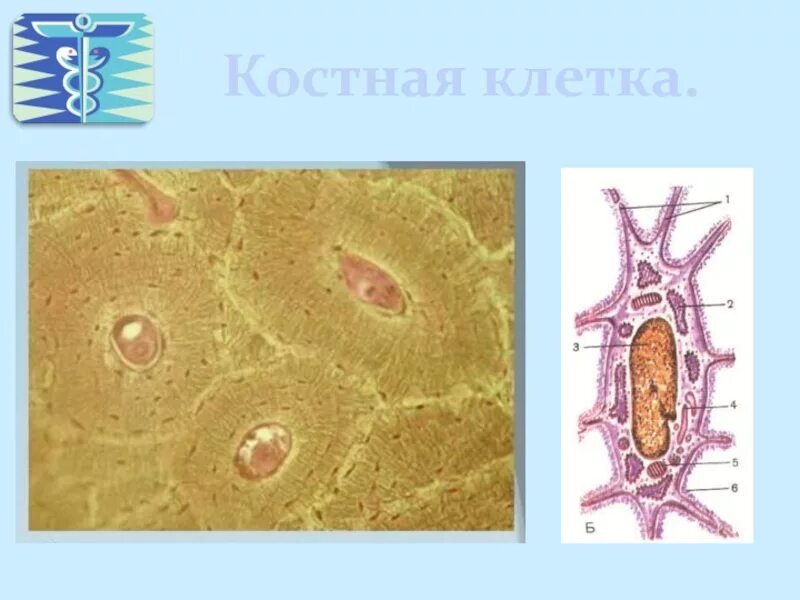 Костная ткань остеобласты