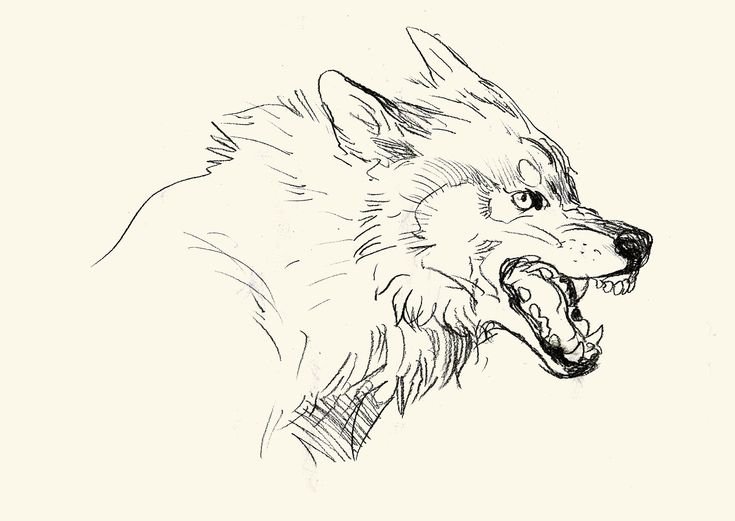 Волк скетч