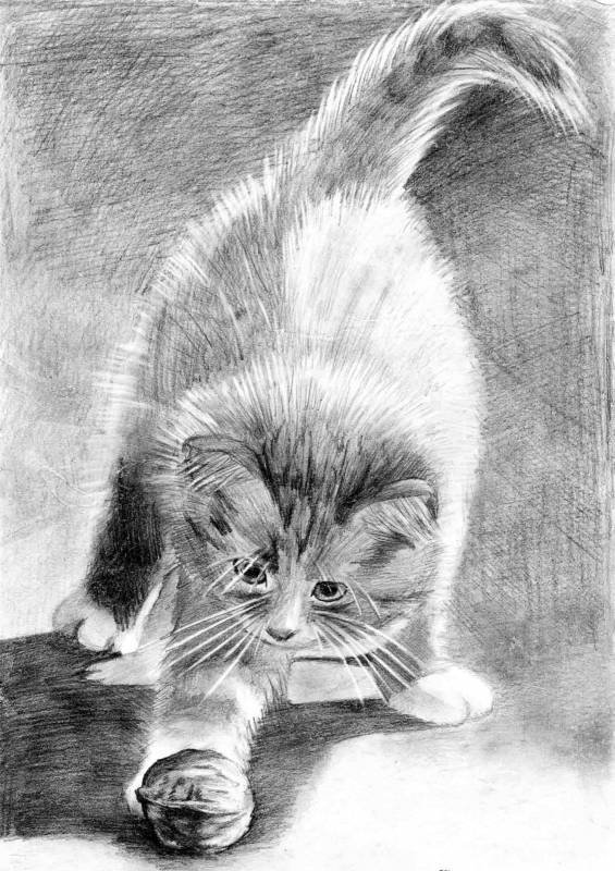 Кот карандашом