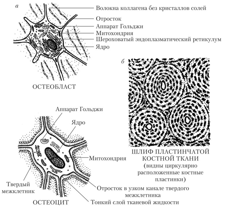 Костная клетка схема