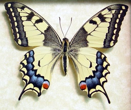 Махаон (Papilio Machaon)