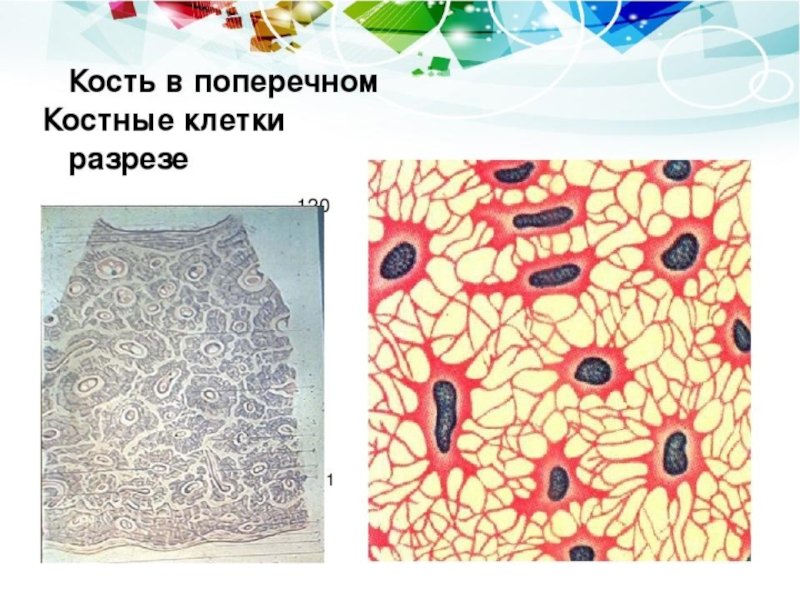Биология костная соединительная ткань