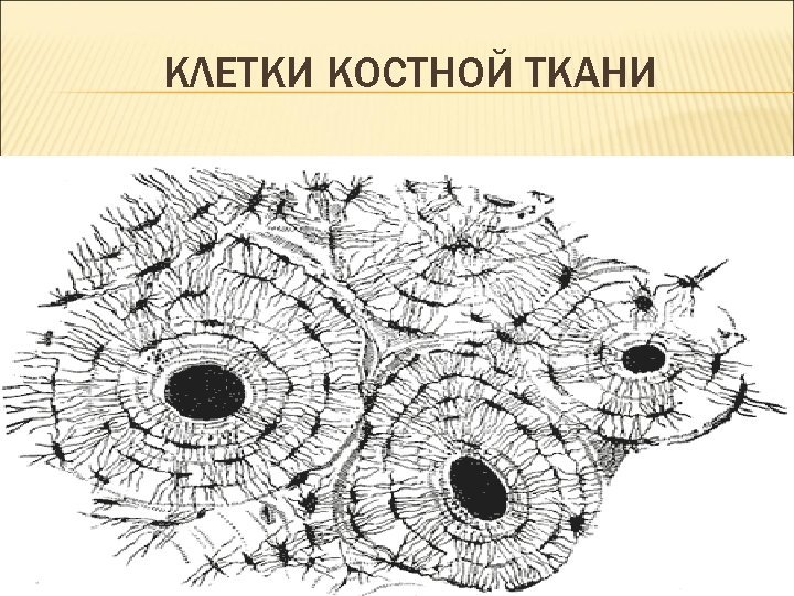 Костные клетки