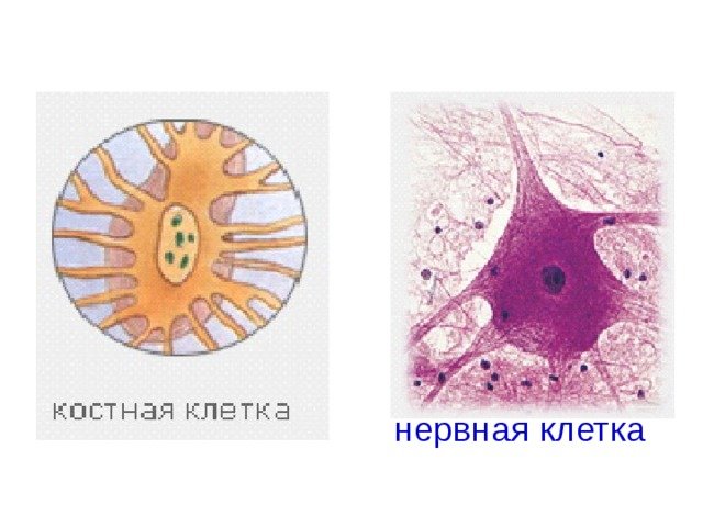Костные клетки
