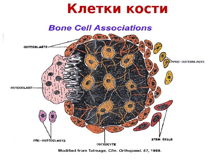 Строение костей клетки