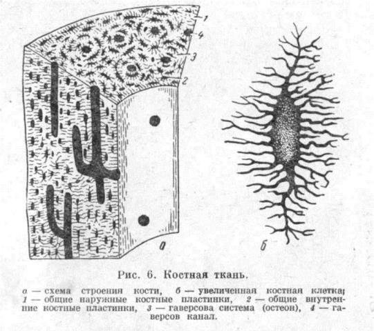 Схема строения костной ткани