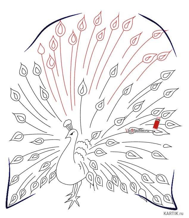 Рисунок павлина карандашом