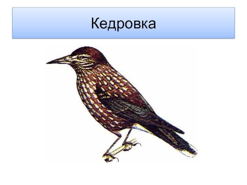 Кедровка картинка