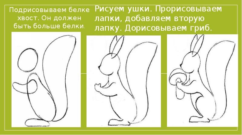 Белка рисунок поэтапно