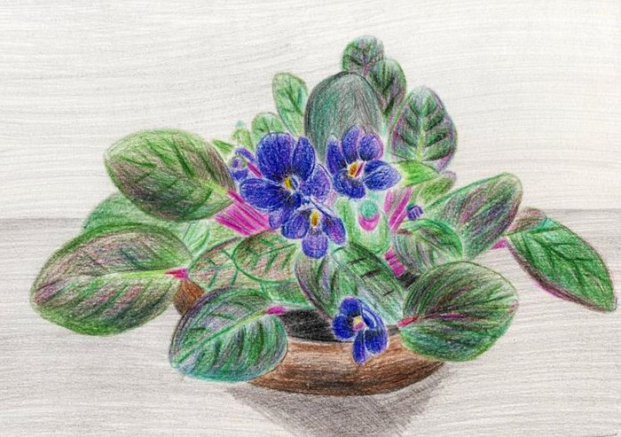 Узамбарская фиалка рисунок
