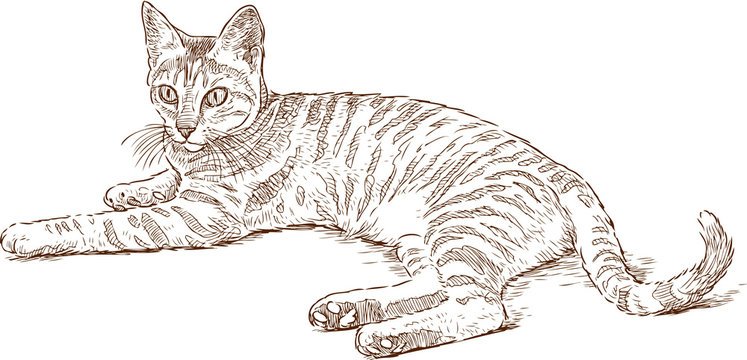 Лежачая кошка рисунок