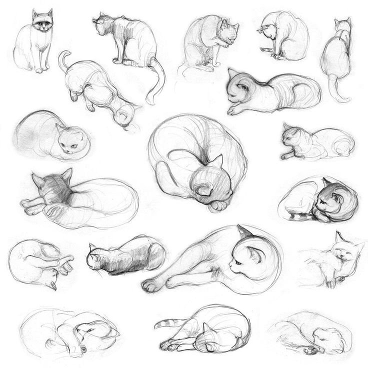 Кошка лежит