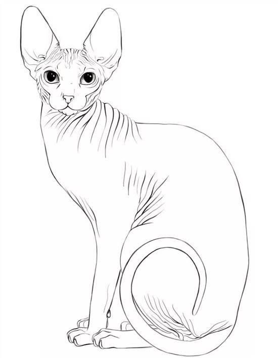 Корниш рекс