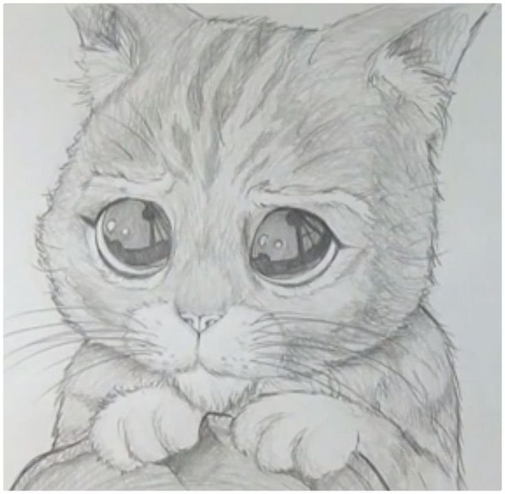 Милый котик карандашом