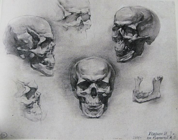 Анатомический рисунок черепа Академия Репина