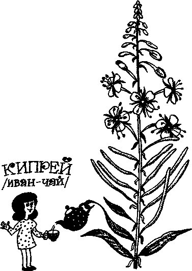Иван чай нарисовать