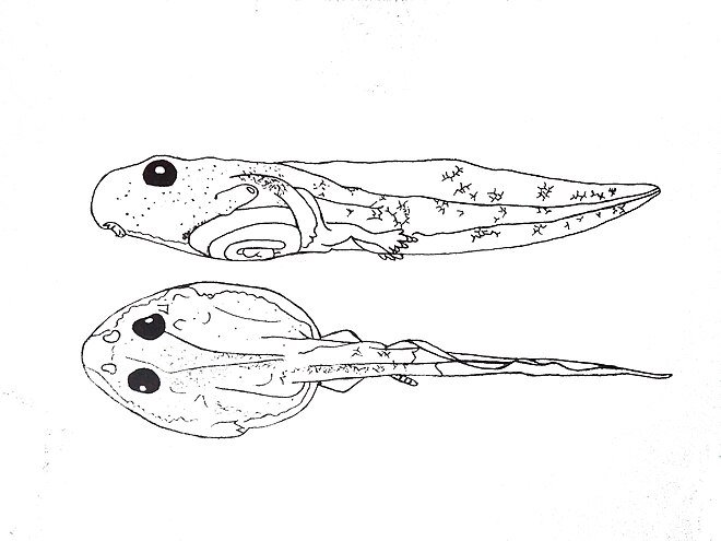 Головастик рисунок карандашом
