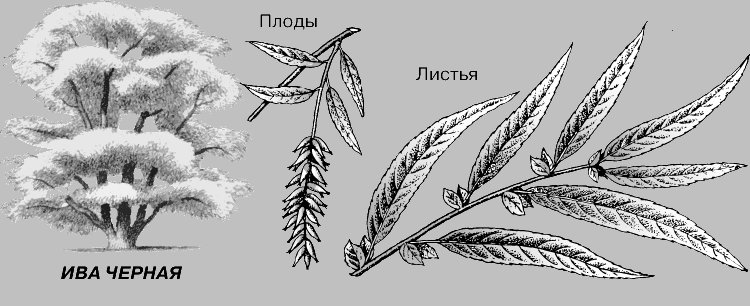 Лист ивы шаблон