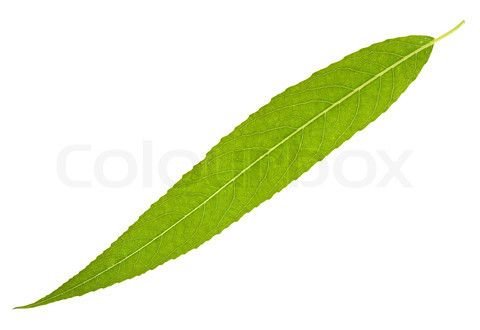 Лист ивы