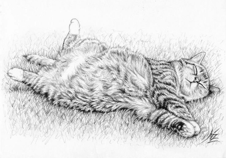 Котик лежит рисунок