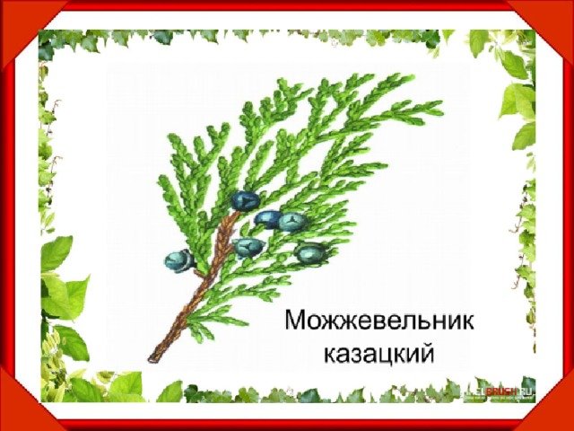 Сохраним можжевельники Крыма