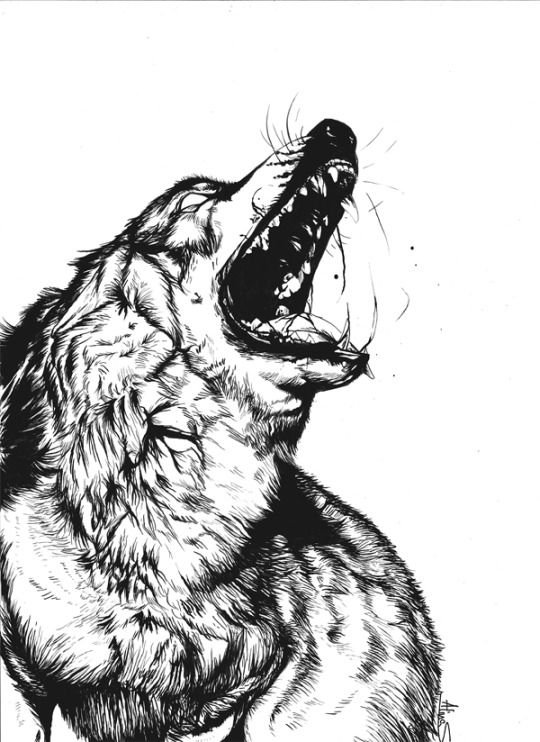 Оскаленная голова волка