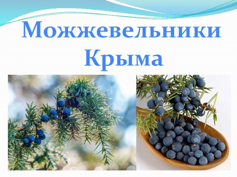 Можжевельник в Крыму
