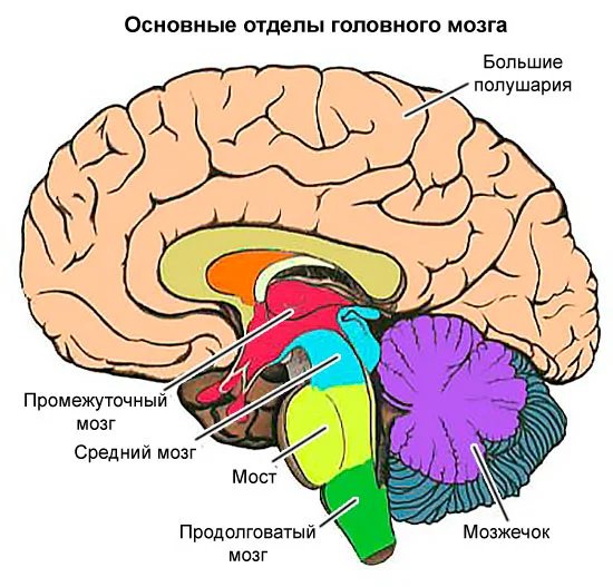 Мозг человека строение отделы