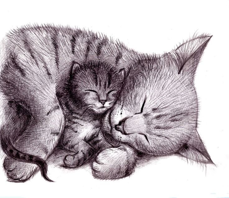 Кошка рисунок карандашом