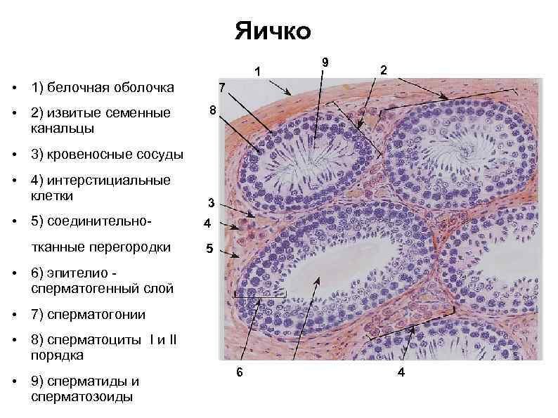 Препарат яичко гистология извитые канальцы