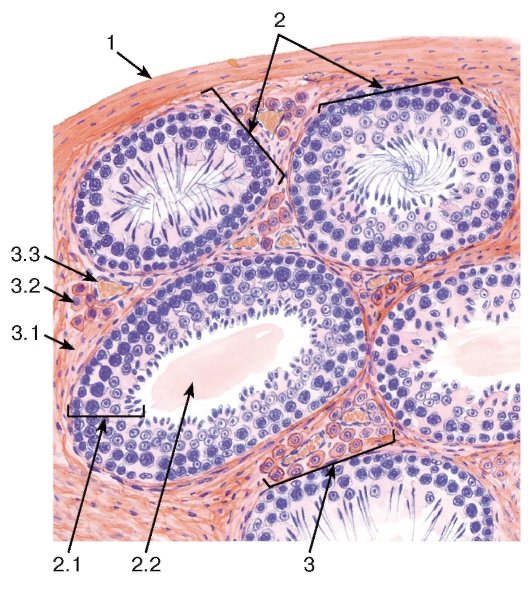 Препарат семенника млекопитающего гистология