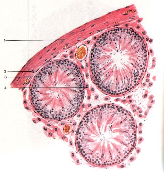Семенник крысы гистология строение