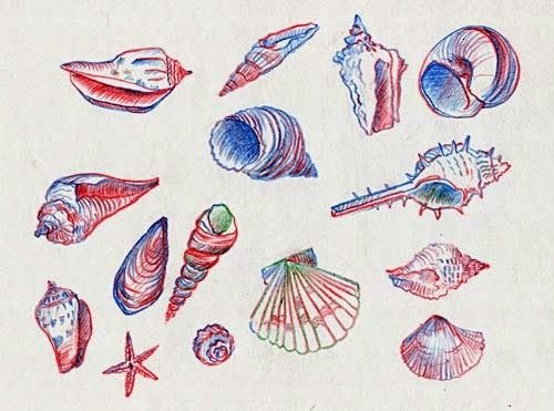 Ракушка нарисованная цветными карандашами