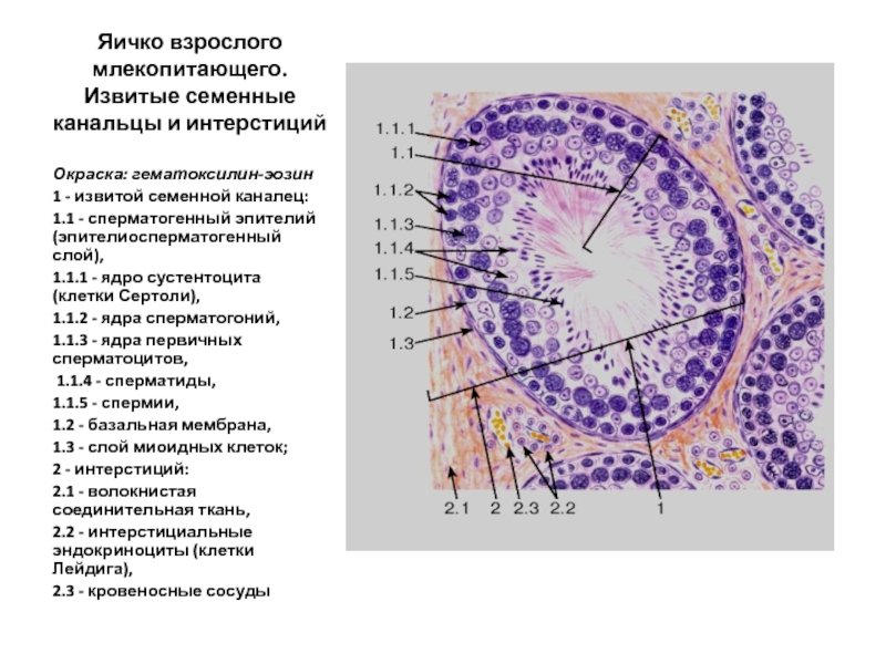 Извитые семенные канальцы гистология препарат