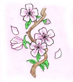 Сакура рисунок