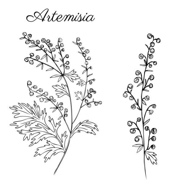 Полынь трехзубчатая Artemisia
