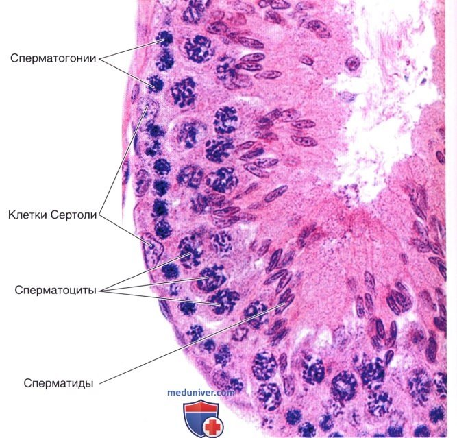 Яичко гистология клетки Сертоли