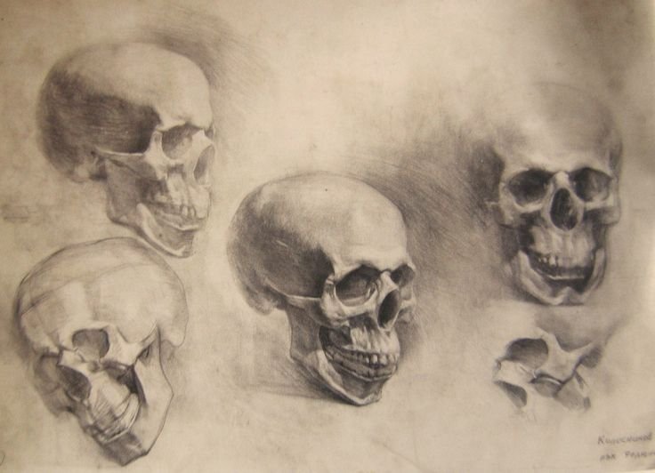 Череп Экорше Академический рисунок