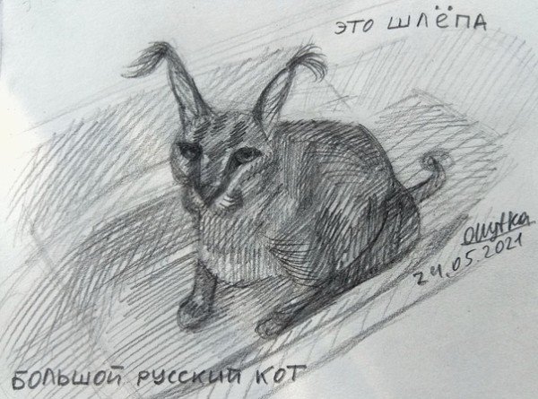 Шлепа карандашом кот